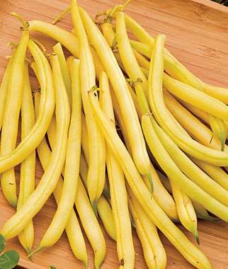 Eureka Yellow Bush Bean